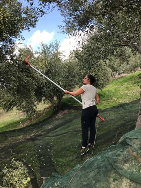 Snail and olive farm tour with table olives & homemade sweet - Practical Details: Meeting Point and Accessibility