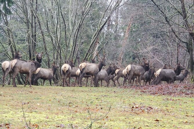 Snoqualmie Falls VIP Tour and Hiking Escape Up to 7 Passengers - Why Choose This Snoqualmie Falls VIP Tour?