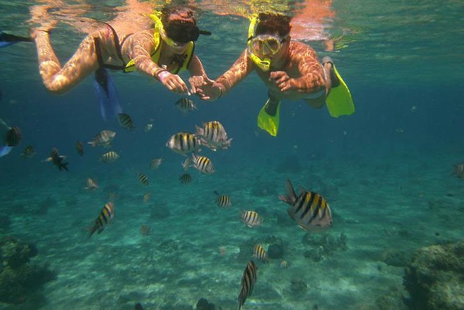 Snorkel Adventure at Cozumel! Transportation from Cancun & Playa Del Carmen - Discover the Snorkel Adventure at Cozumel with Round-Trip Transportation