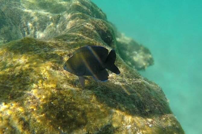 Snorkel Adventure at Cozumel! Transportation from Cancun & Playa Del Carmen - Key Points