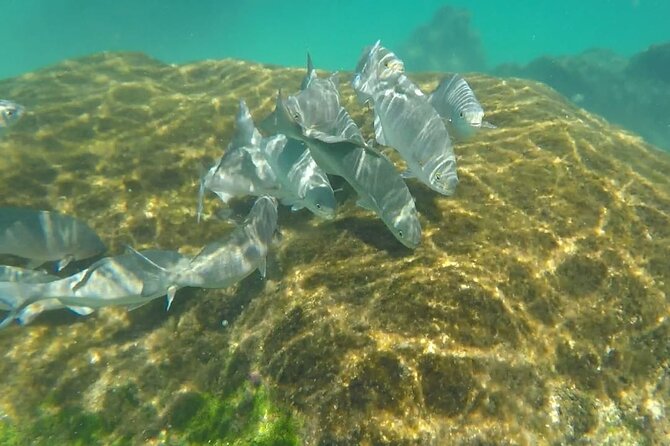 Snorkel Adventure at Cozumel! Transportation from Cancun & Playa Del Carmen - Practical Details and Tour Logistics