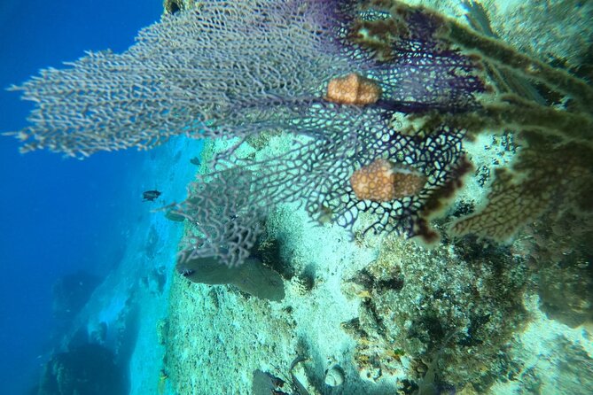 Snorkel along the coast, explore two reefs by Chivis del Mar - Exploring Paradise Reef: Statues and Coral Formations