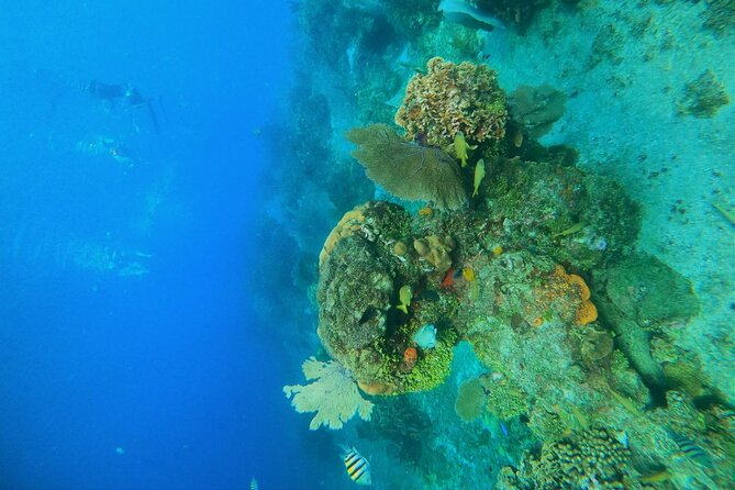 Snorkel along the coast, explore two reefs by Chivis del Mar - Guide and Crew: Knowledgeable and Friendly