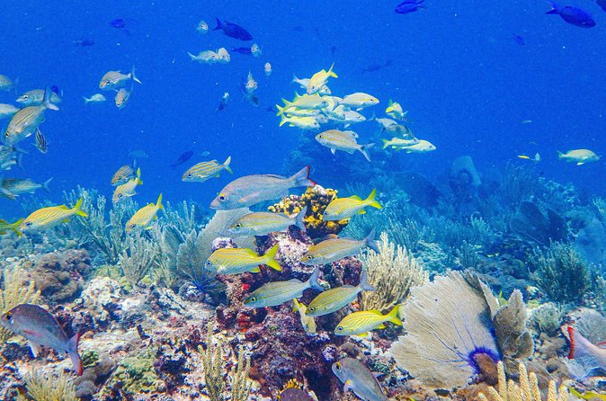 Snorkel at El Farito - The Lighthouse Reservation - The Experience and Atmosphere During the Snorkel