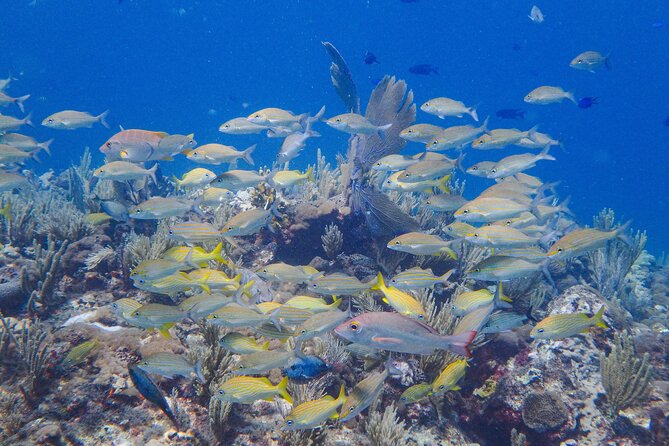 Snorkel at El Farito - The Lighthouse Reservation - Safety and Environmental Responsibility at El Farito