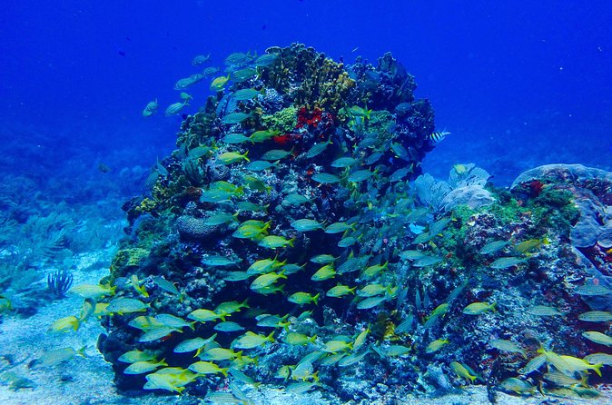 Snorkel at El Farito - The Lighthouse Reservation - Who Should Consider This Snorkeling Tour?