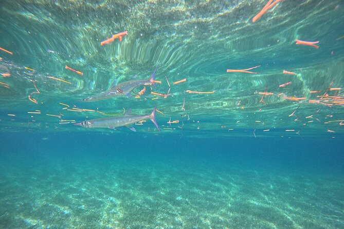 Snorkel at the Reef 2 HOURS Puerto Morelos National park - Who Will Love This Tour?