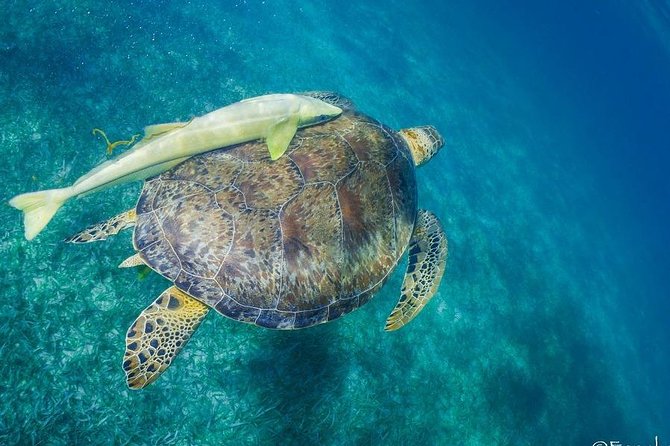 Snorkel boat tour in search of turtles - Exploring Two Unique Snorkeling Areas Near Mahahual