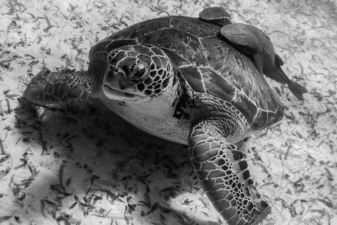 Snorkel boat tour in search of turtles - Practical Tips for the Snorkel in Costa Maya