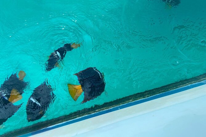 Snorkel & Playa Nopalera  Private Tour  Punta Mita - Starting Point: Punta Mita Pier and Private Boat Departure