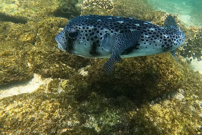 Snorkel Privately in Cabo San Lucas - Exploring the Cabo Coastline and Marine Life