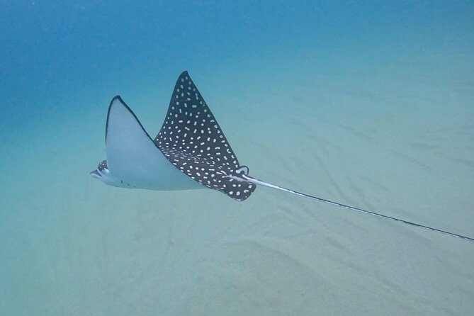 Snorkel Privately in Cabo San Lucas - Accessibility and Suitability for Different Travelers