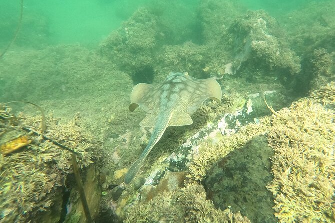 Snorkel San Diego's Mission Bay with a Marine Biologist - Comparing This Tour to Other San Diego Marine Adventures
