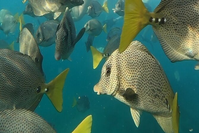 Snorkel & Sunset Sail in Cabo San Lucas - Practical Details and Additional Inclusions
