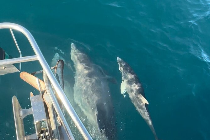 Snorkel, Swim & Dolphin Sightseeing Sail Aboard the Daydreams - The Comfort and Features of the Daydreams Sailboat