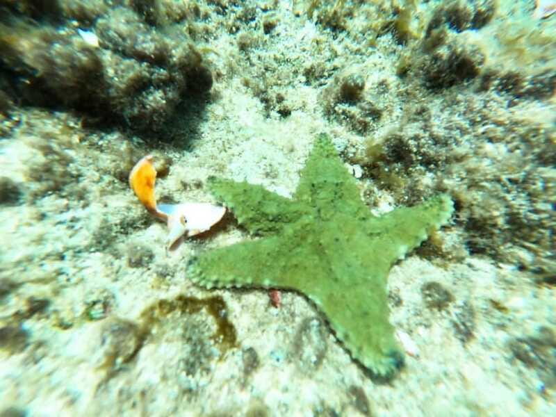 SNORKEL & TEQUILA TASTING - What’s Not Included in the Tour