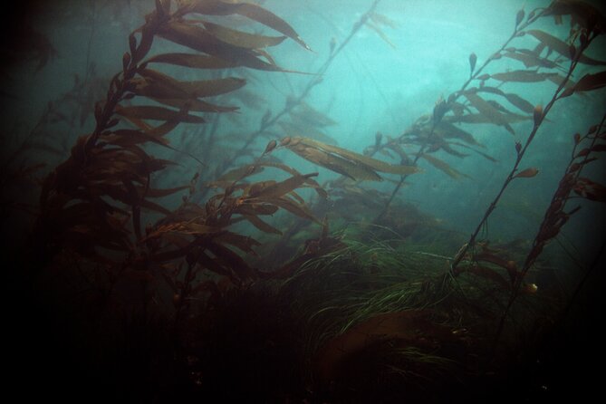 Snorkel Tour at Magic Island - Magical Starting Point at Harrigan Centennial Hall