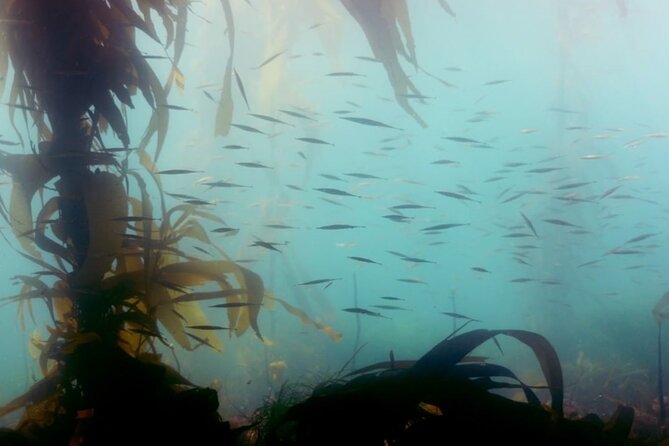 Snorkel Tour at Magic Island - Underwater Marvels of Sitka Sound