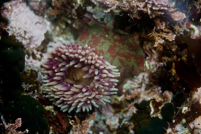 Snorkel Tour at Magic Island - The Guides and Their Expertise