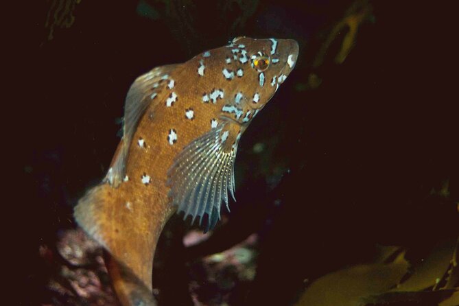 Snorkel Tour at Magic Island - Post-Snorkel Relaxation and Onshore Experience