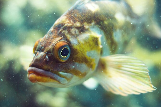 Snorkel Tour at Magic Island - The Tour’s Value and Overall Experience