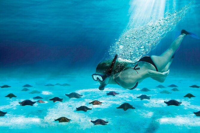 Snorkel Tour in Cozumel - Discover the Best of Cozumels Snorkeling Paradise for $204