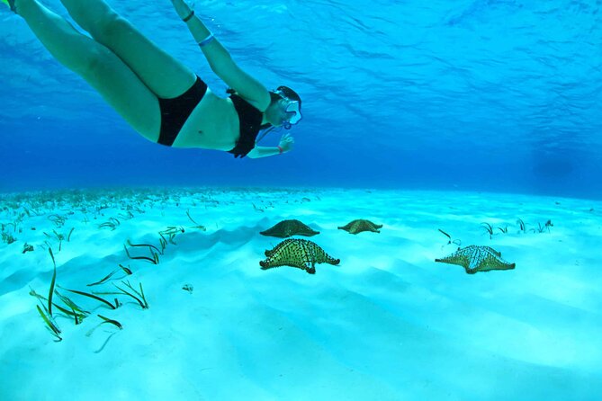 Snorkel Tour in Cozumel - Second Snorkeling Site: The Coral Reefs Teeming with Marine Life