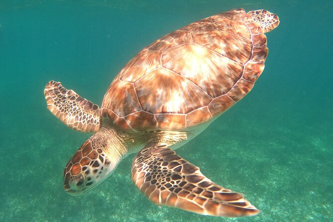 Snorkel Tour on the Costa Maya with experienced Guid - Discover the Best of Costa Maya’s Marine Ecosystem with a Guided Snorkel Tour