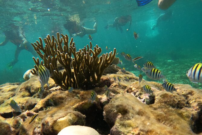 Snorkel Tour on the Costa Maya with experienced Guid - What’s Included and What to Bring