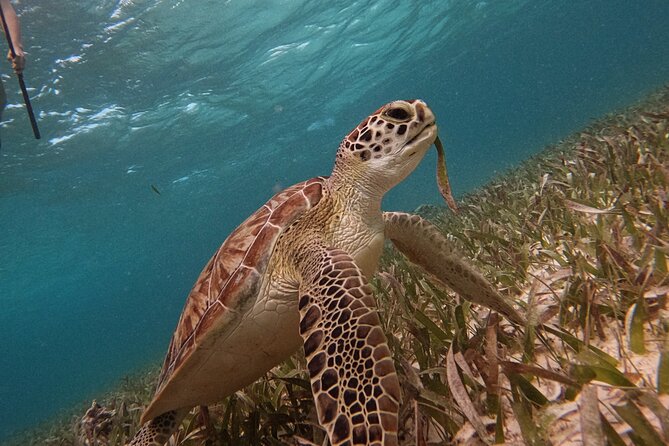 Snorkel Tour on the Costa Maya with experienced Guid - Safety and Accessibility Considerations