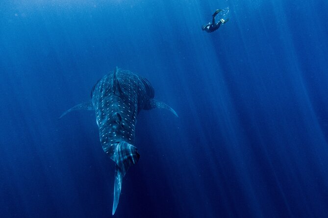 Snorkel Tour - San Jose del Cabo - Key Points