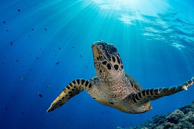 Snorkel Tour - San Jose del Cabo - Exploring the Underwater Reefs of Los Cabos