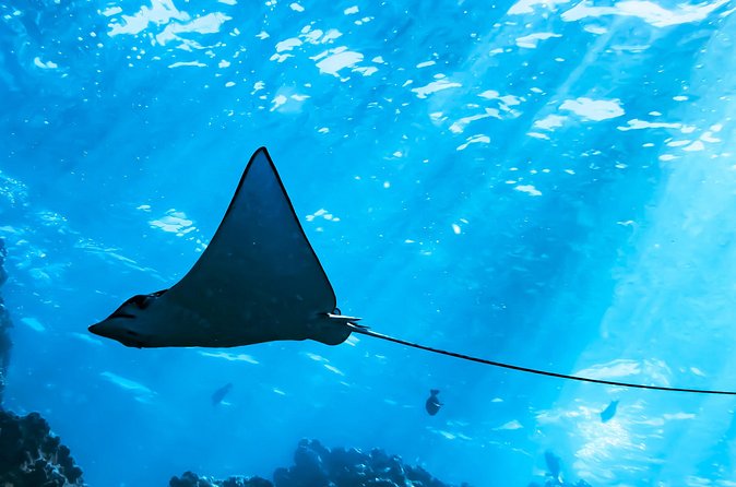 Snorkel Tour - San Jose del Cabo - Comfortable Boats and Snorkel Equipment