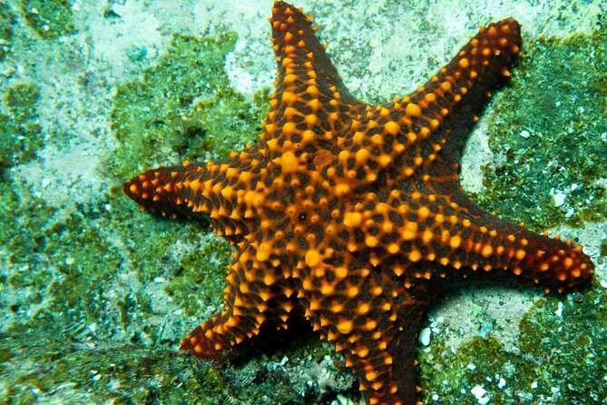 Snorkel Tour - San Jose del Cabo - The Itinerary and Snorkeling Stops