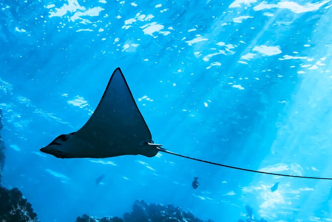 Snorkel Tour - San Jose del Cabo - Practical Information and Logistics