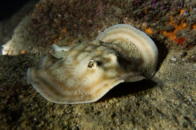 Snorkel Tour - San Jose del Cabo - Why This Snorkeling Tour Stands Out in San Jose del Cabo