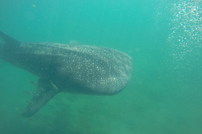 Snorkel Tour with Whale Shark in La Paz - Discover the Snorkel Tour with Whale Sharks in La Paz