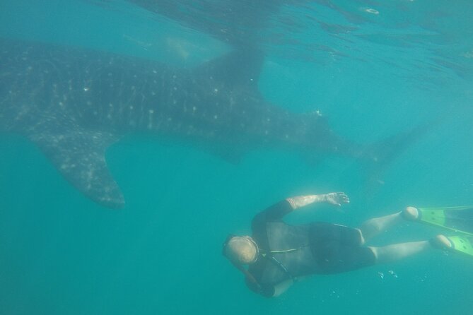 Snorkel Tour with Whale Shark in La Paz - Easy Access and Meeting Details