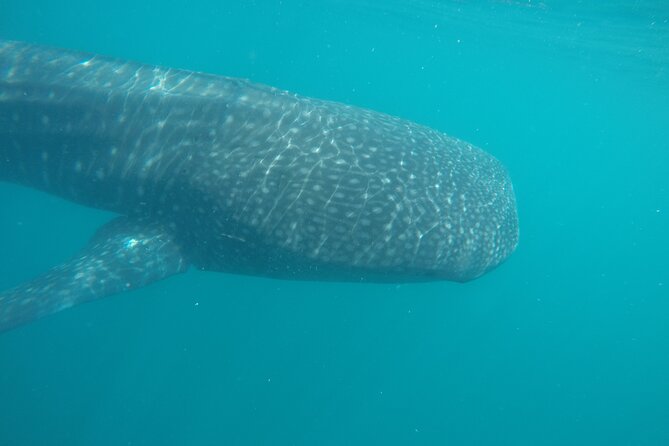 Snorkel Tour with Whale Shark in La Paz - The Itinerary and the Search for Whale Sharks