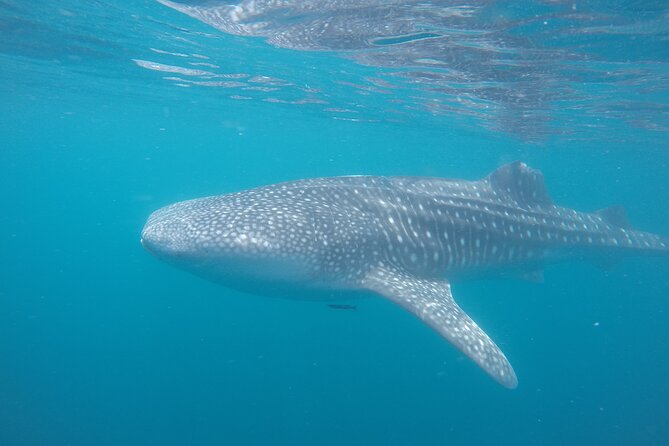 Snorkel Tour with Whale Shark in La Paz - Physical Fitness and Equipment Recommendations