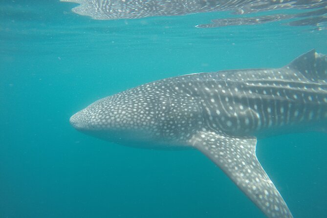 Snorkel Tour with Whale Shark in La Paz - Respectful and Eco-Conscious Marine Encounters