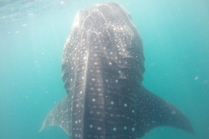 Snorkel Tour with Whale Shark in La Paz - Customer Service and Handling of Issues