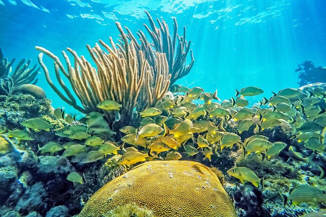 Snorkel Tours to Shallow Coral Reefs at Pennekamp Underwater Park - Explore the Shallow Coral Reefs of Pennekamp Underwater Park in Key Largo