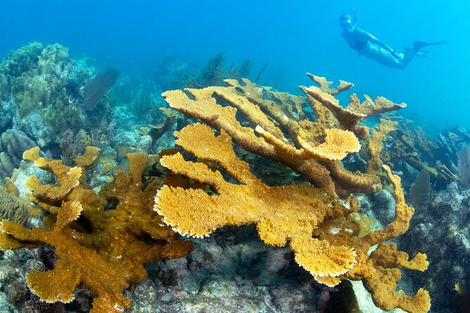 Snorkel Tours to Shallow Coral Reefs at Pennekamp Underwater Park - Customer Feedback and Satisfaction
