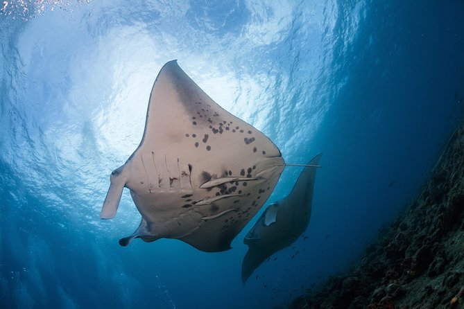 Snorkel with Manta Rays Guaranteed - Snorkel with Manta Rays Guaranteed: An Up-Close Night Swim on the Big Island