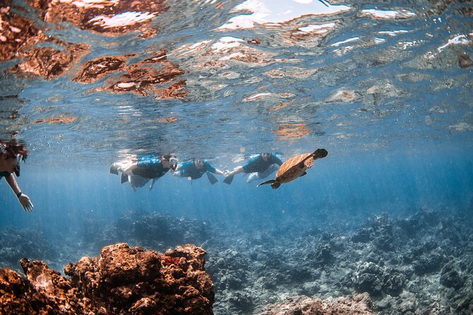 Snorkel with Turtles and Free Underwater Photos Lahaina - Maui’s Mala Wharf: The Underwater Playground for Snorkelers