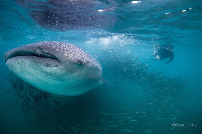 Snorkel with whale sharks includes equipment & transportation - Key Points