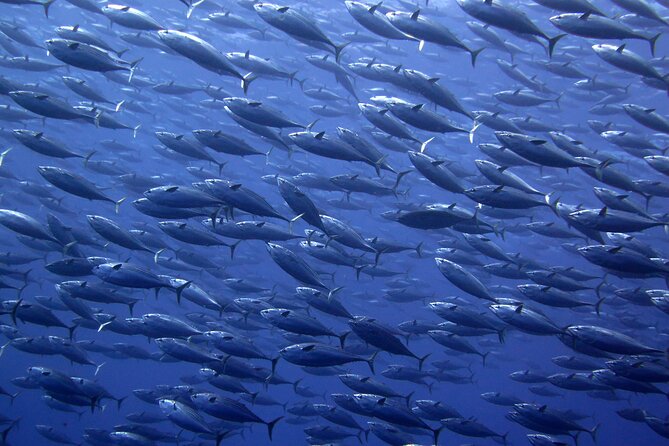 Snorkel with whale sharks includes equipment & transportation - Practical Considerations and Booking Flexibility