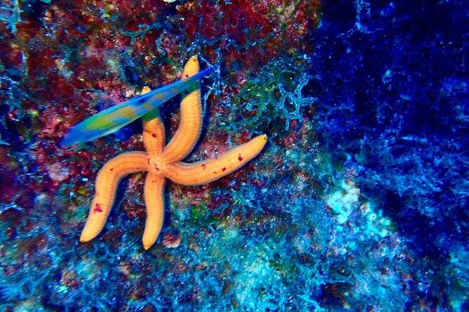 Snorkeling activities in Syracuse - Why Choose This Tour in Syracuse?