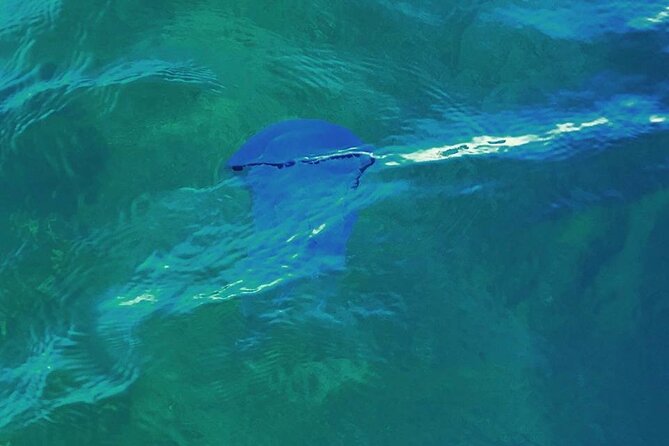 Snorkeling activities in Syracuse - Suitable For All Levels and Ages